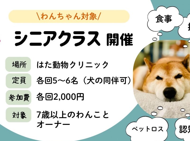シニアクラス開催のお知らせ