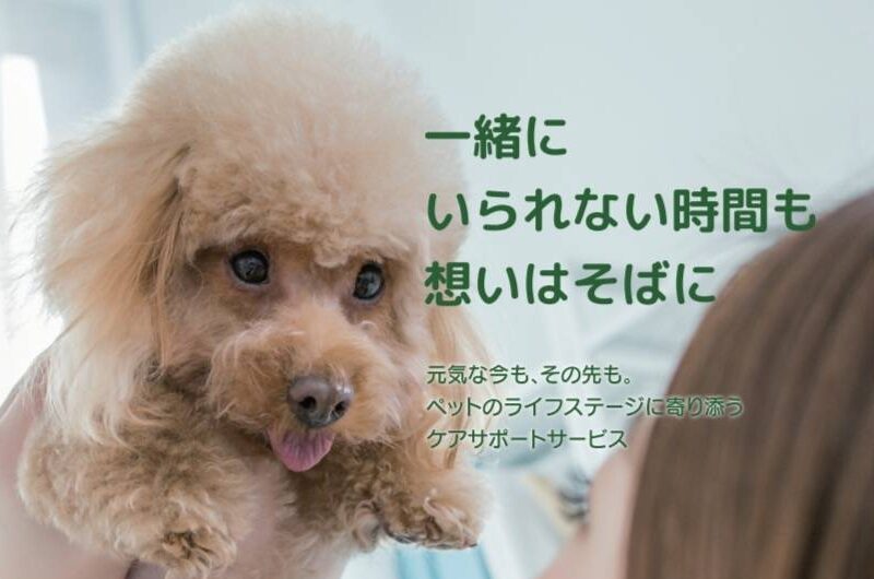 シニアわんこデイケアオープンします！《ポスター作成》